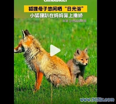 底本小动物也心爱趴在姆妈身上